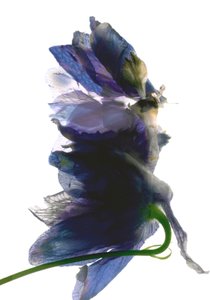 Delphinium Dance, 2009, (digitalt fotogram, digitalt originaltryk)